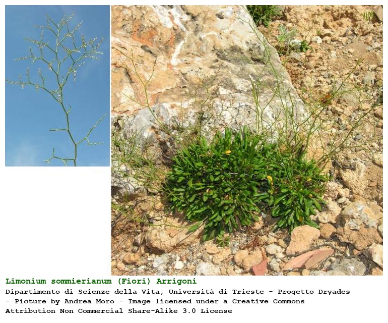Limonium sommierianum (Fiori) Arrigoni